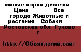 милые иорки девочки › Цена ­ 15 000 - Все города Животные и растения » Собаки   . Ростовская обл.,Гуково г.